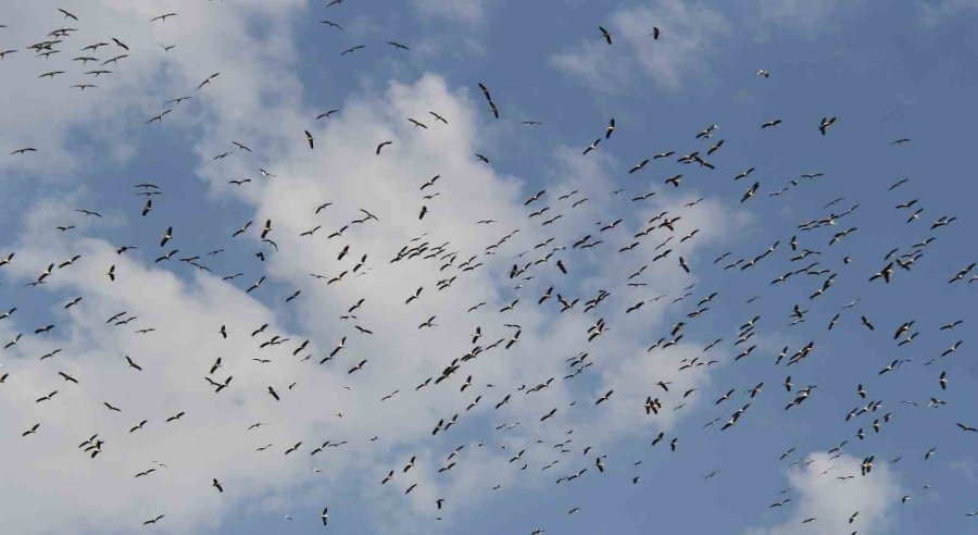 Leylekler Göç Yolunda Beyşehir’de Görüntülendi