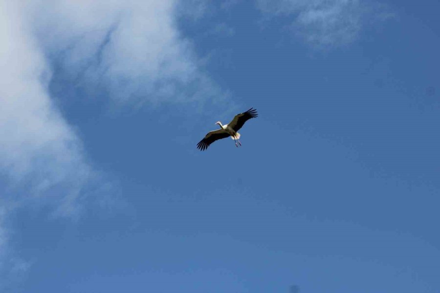 Leylekler Göç Yolunda Beyşehir’de Görüntülendi