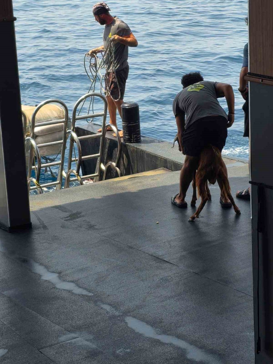 Alanya’da 3 Gündür Mahsur Kalan Dağ Keçisini Tur Teknecileri Kurtardı