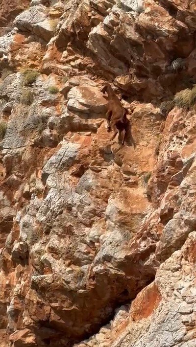 Alanya’da 3 Gündür Mahsur Kalan Dağ Keçisini Tur Teknecileri Kurtardı