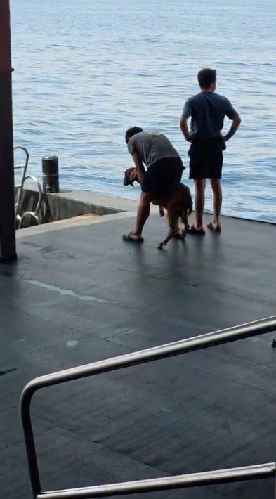 Alanya’da 3 Gündür Mahsur Kalan Dağ Keçisini Tur Teknecileri Kurtardı