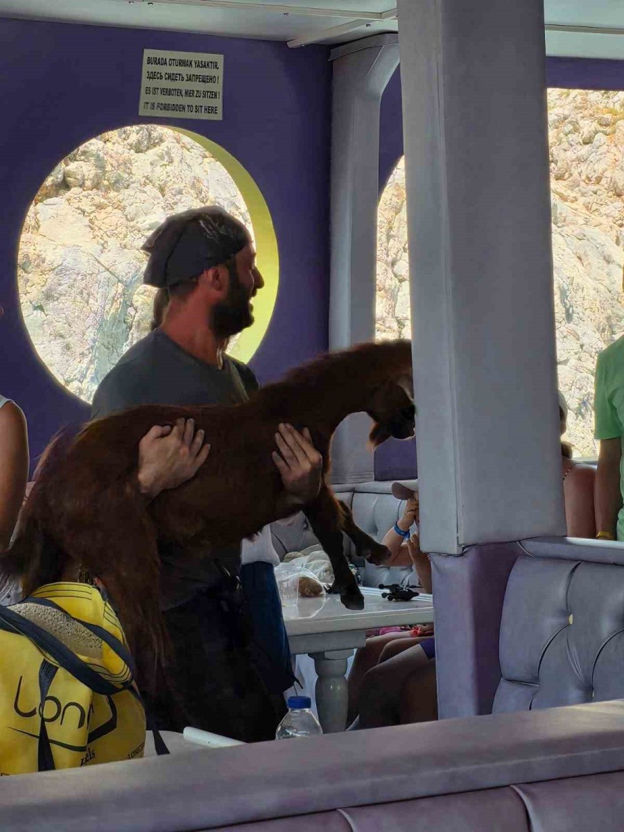 Alanya’da 3 Gündür Mahsur Kalan Dağ Keçisini Tur Teknecileri Kurtardı