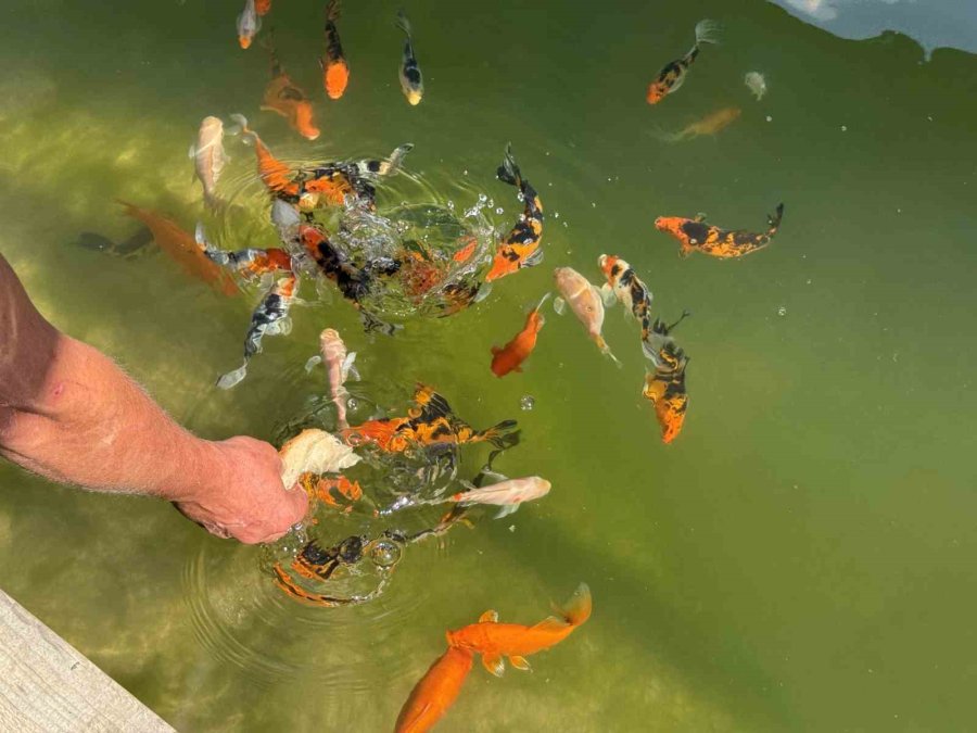 Akvaryum Sevgisini Yüzme Havuzuna Taşıdı