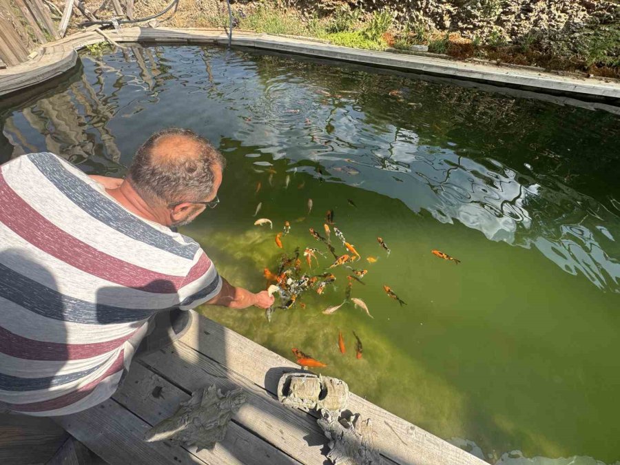 Akvaryum Sevgisini Yüzme Havuzuna Taşıdı