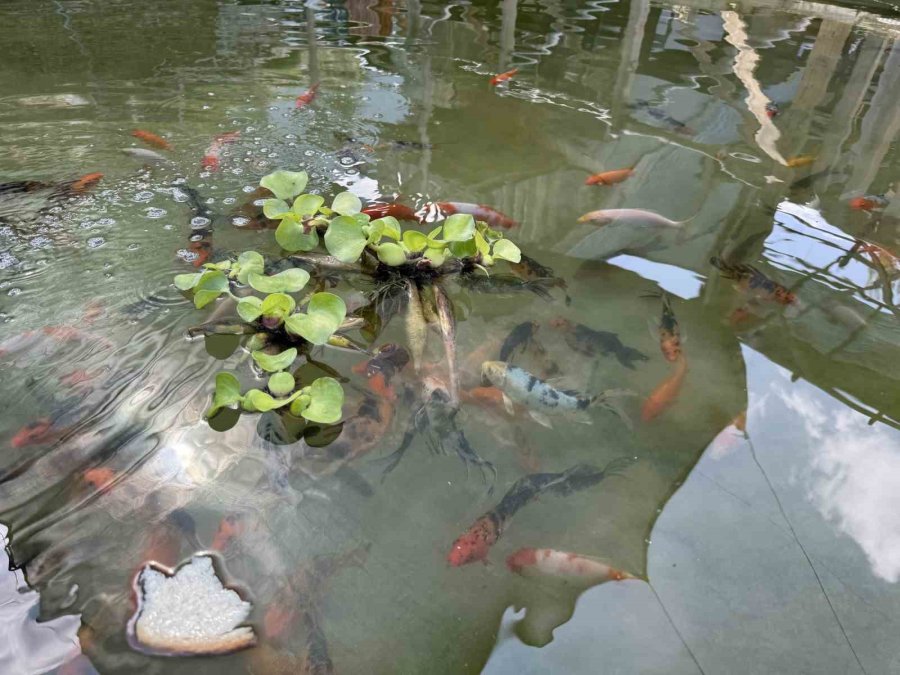Akvaryum Sevgisini Yüzme Havuzuna Taşıdı