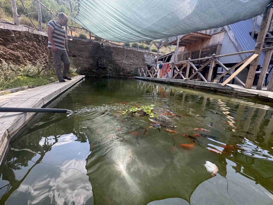 Akvaryum Sevgisini Yüzme Havuzuna Taşıdı