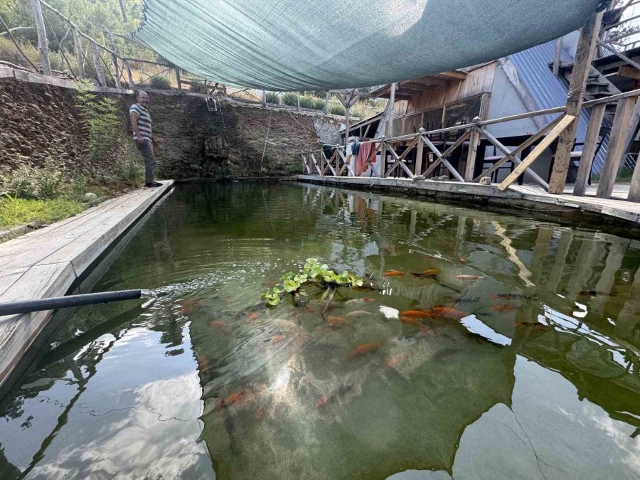 Akvaryum Sevgisini Yüzme Havuzuna Taşıdı