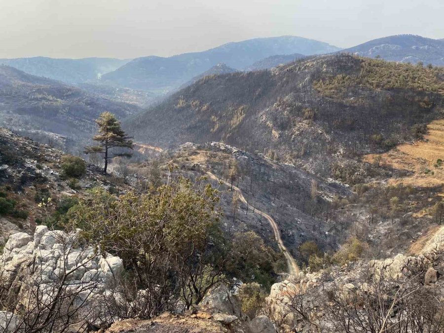 Mersin’de Orman Yangınında Evler Yandı, Hayvanlar Telef Oldu