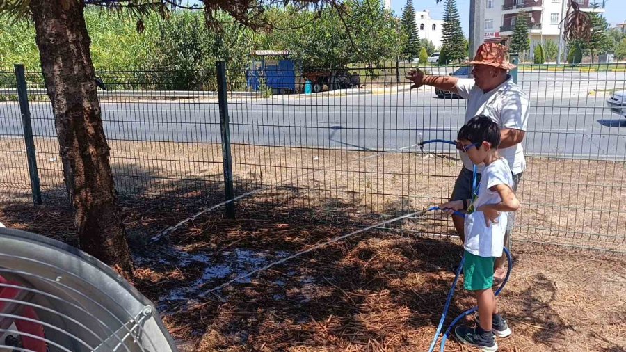 Refüjde Kurumaya Başlayan Ağaç Ve Bitkiler İçin Mahalleli Su Tankerleriyle Seferber Oldu