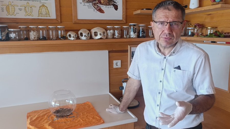 Antalya’da Bulunan Siyam İkizi Caretta