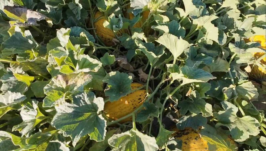 Aksaray’ın Kavun Ve Karpuzu Lezzetiyle İlgi Görüyor