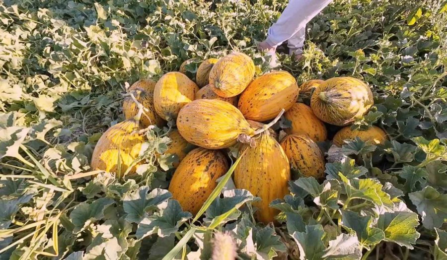 Aksaray’ın Kavun Ve Karpuzu Lezzetiyle İlgi Görüyor