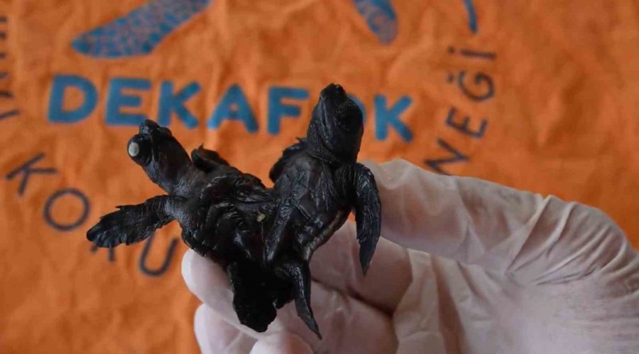 Manavgat’ta Ender Rastlanan Olay: Siyam İkizi Caretta Caretta Yavrusu Bulundu
