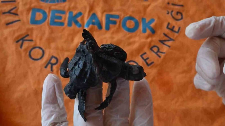 Manavgat’ta Ender Rastlanan Olay: Siyam İkizi Caretta Caretta Yavrusu Bulundu