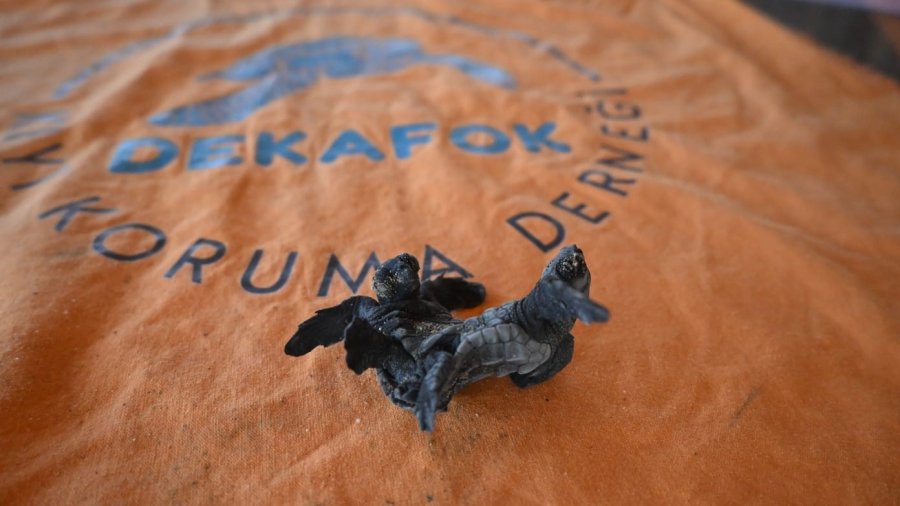 Manavgat’ta Ender Rastlanan Olay: Siyam İkizi Caretta Caretta Yavrusu Bulundu