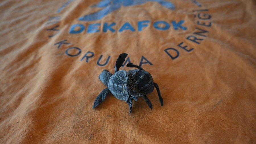 Manavgat’ta Ender Rastlanan Olay: Siyam İkizi Caretta Caretta Yavrusu Bulundu