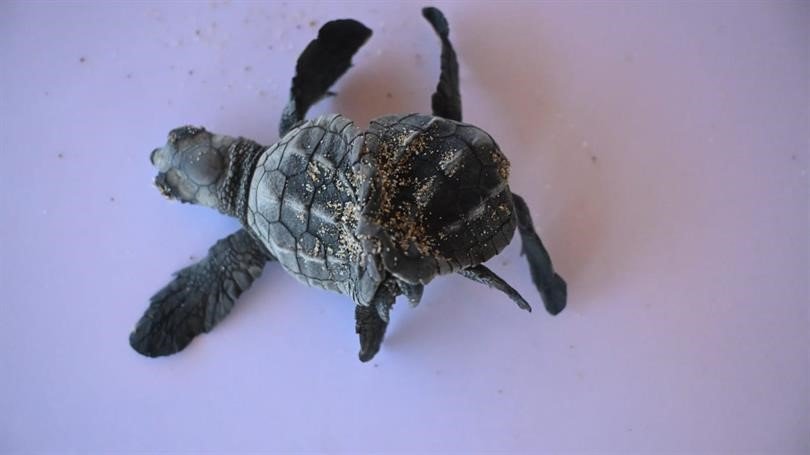 Manavgat’ta Ender Rastlanan Olay: Siyam İkizi Caretta Caretta Yavrusu Bulundu