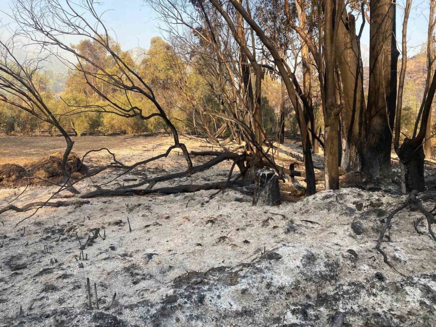 Mersin Anamur’daki Orman Yangını Sürüyor, Ekipler Havadan Ve Karadan Müdahale Ediyor