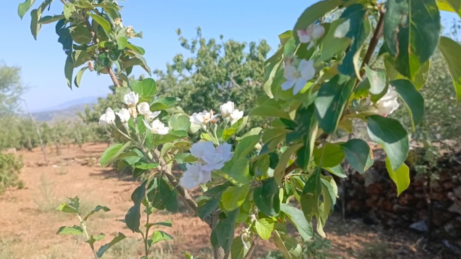 Elma Ağaçları Ağustos’ta Çiçek Açtı