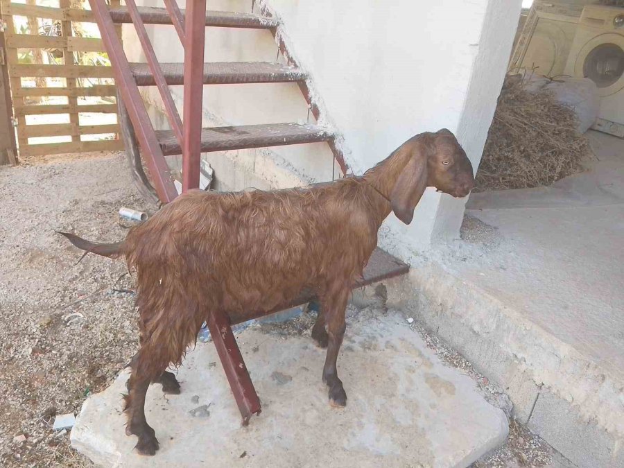 Serik’te Uçurumda 3 Gündür Mahsur Kalan Keçi, Ekipler Tarafından Kurtarıldı