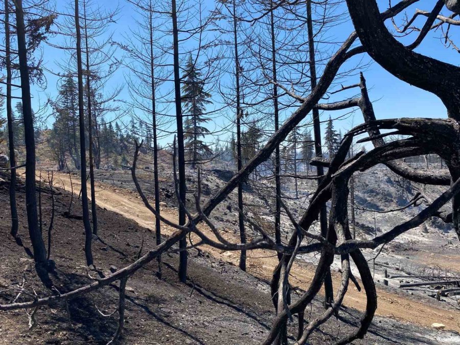 Vali Mehmet Fatih Çiçekli: "yangın Tamamen Kontrol Altına Alındı"
