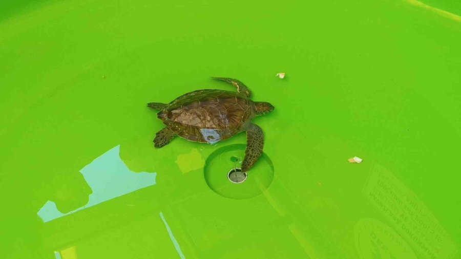 Üzerine File Ve Çuval Dolanıp Lenfleri Zarar Gören Yeşil Deniz Kaplumbağası Kurtarıldı