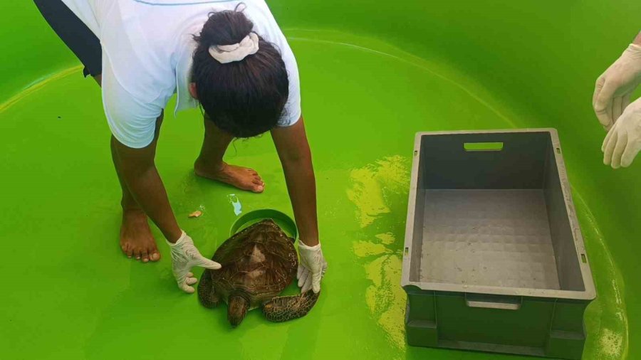Üzerine File Ve Çuval Dolanıp Lenfleri Zarar Gören Yeşil Deniz Kaplumbağası Kurtarıldı