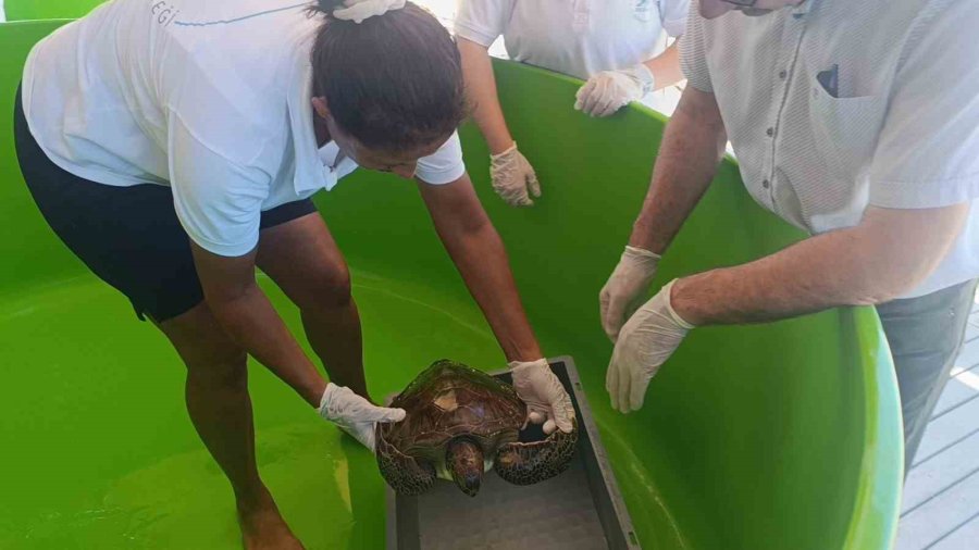 Üzerine File Ve Çuval Dolanıp Lenfleri Zarar Gören Yeşil Deniz Kaplumbağası Kurtarıldı