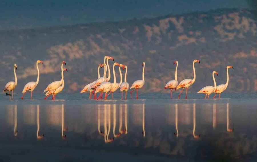 Fotoğraf Tutkunu Mali Müşavir, Kuş Fotoğrafı İçin Makinesini Yanından Ayırmıyor