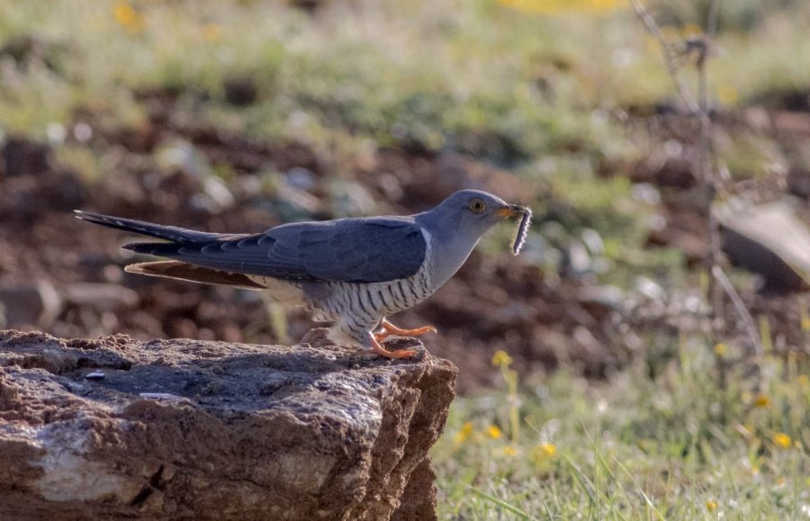 Fotoğraf Tutkunu Mali Müşavir, Kuş Fotoğrafı İçin Makinesini Yanından Ayırmıyor