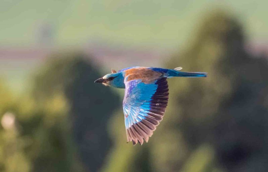 Fotoğraf Tutkunu Mali Müşavir, Kuş Fotoğrafı İçin Makinesini Yanından Ayırmıyor