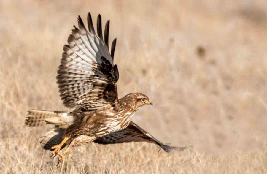 Fotoğraf Tutkunu Mali Müşavir, Kuş Fotoğrafı İçin Makinesini Yanından Ayırmıyor