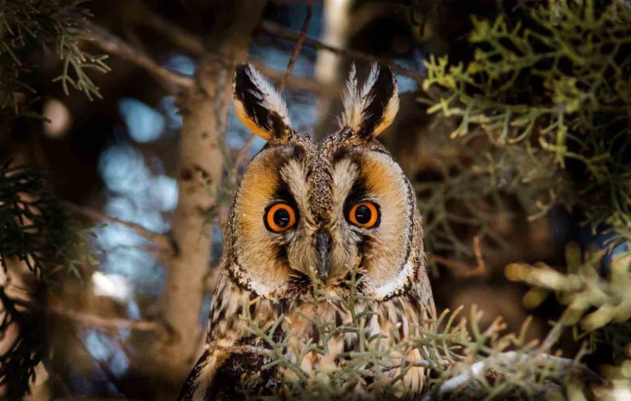 Fotoğraf Tutkunu Mali Müşavir, Kuş Fotoğrafı İçin Makinesini Yanından Ayırmıyor