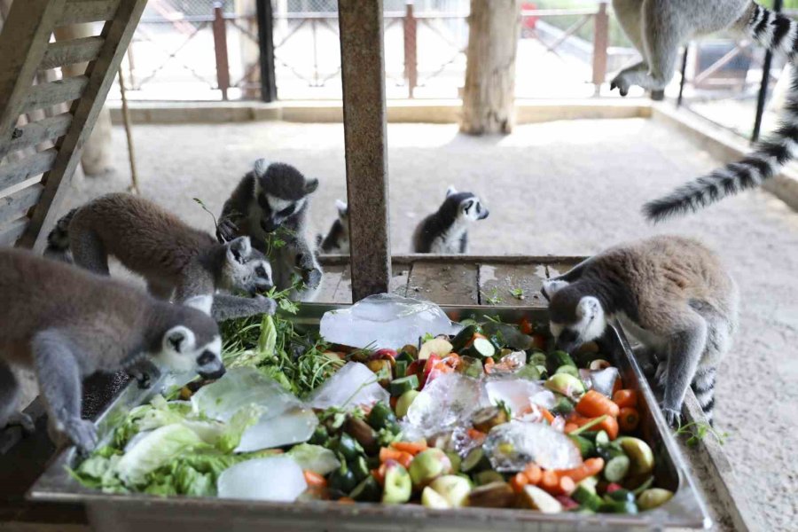 Doğa Parktaki Hayvanlar Dondurulmuş Gıdalarla Serinletiliyor