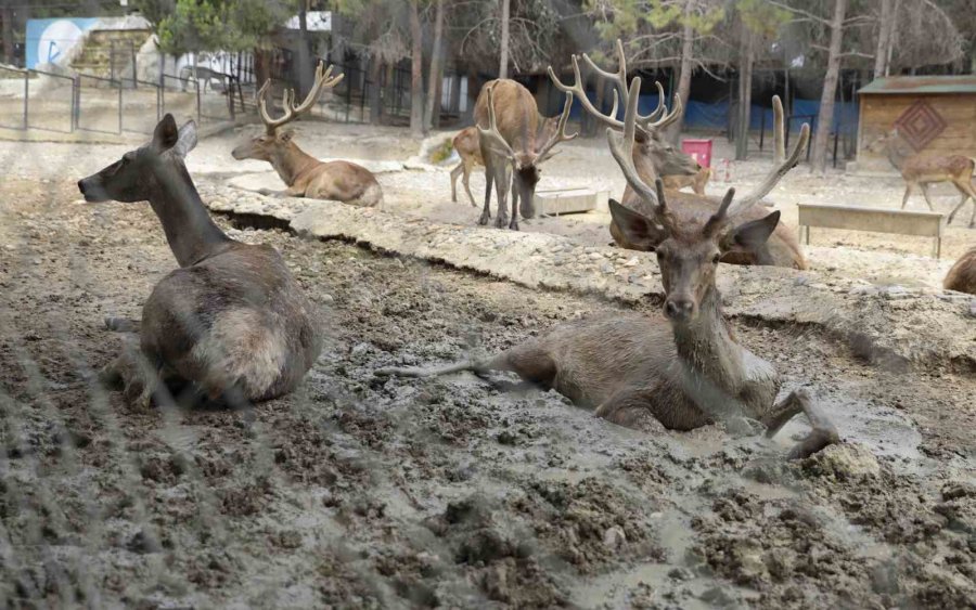 Doğa Parktaki Hayvanlar Dondurulmuş Gıdalarla Serinletiliyor