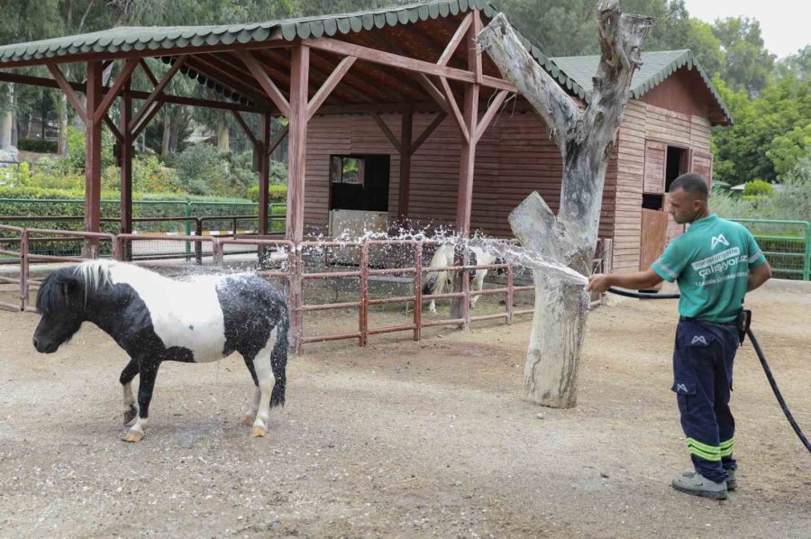 Doğa Parktaki Hayvanlar Dondurulmuş Gıdalarla Serinletiliyor