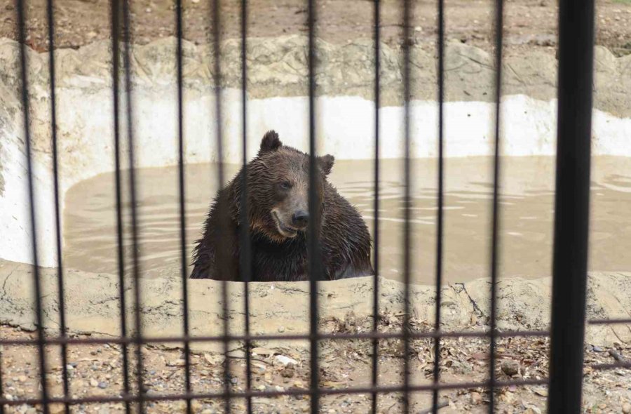 Doğa Parktaki Hayvanlar Dondurulmuş Gıdalarla Serinletiliyor