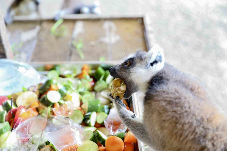Doğa Parktaki Hayvanlar Dondurulmuş Gıdalarla Serinletiliyor