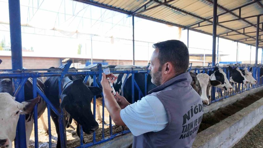 Niğde’de 190 Bin Hayvana Şap Aşısı Yapıldı