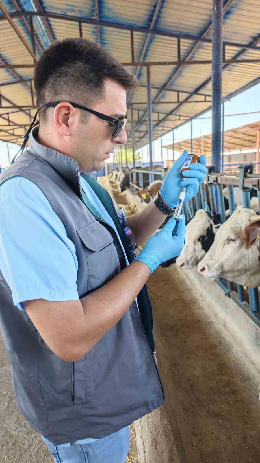 Niğde’de 190 Bin Hayvana Şap Aşısı Yapıldı