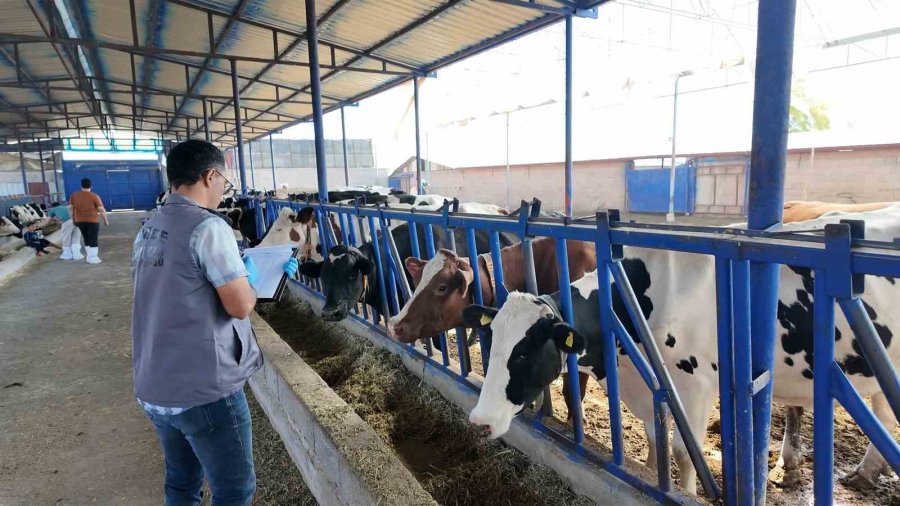 Niğde’de 190 Bin Hayvana Şap Aşısı Yapıldı