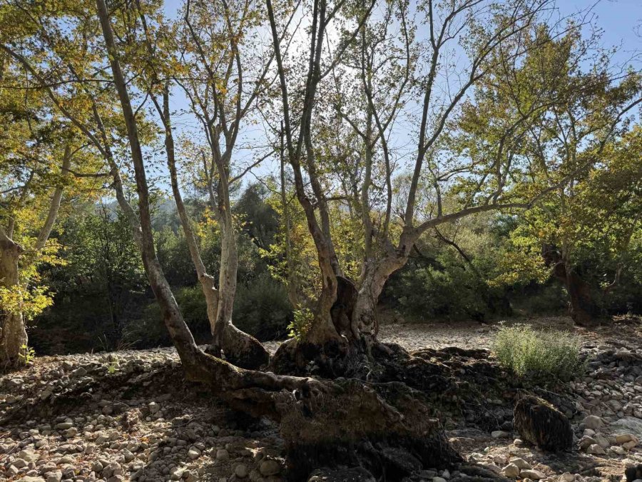 Üzümdere Irmağı Kuraklığa Yenik Düştü, Eski Halinden Eser Kalmadı