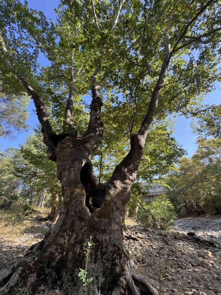 Üzümdere Irmağı Kuraklığa Yenik Düştü, Eski Halinden Eser Kalmadı