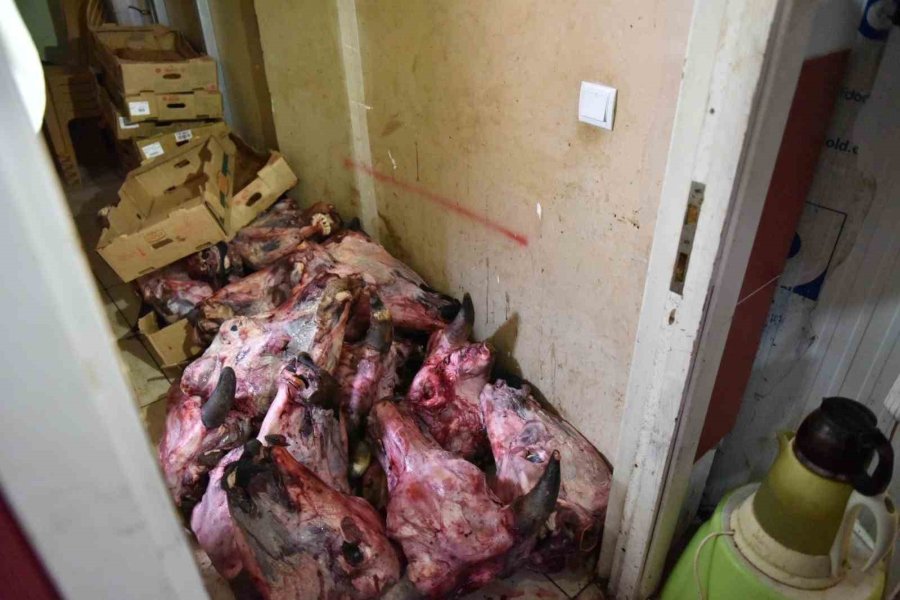 Yumurta Paketinden Hamam Böceği Yumurtaları Çıktı, Yapılan Denetimden Çıkanlar Şoke Etti