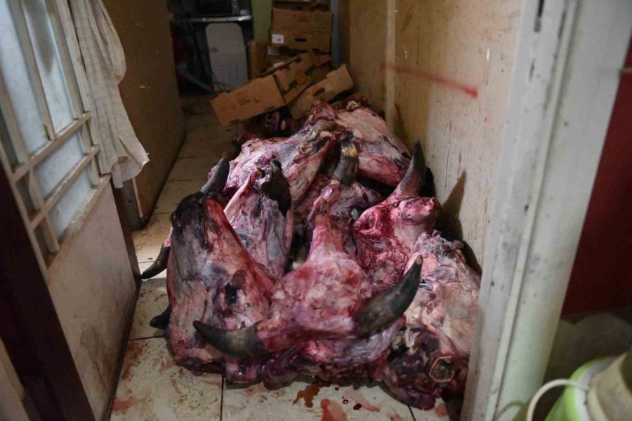 Yumurta Paketinden Hamam Böceği Yumurtaları Çıktı, Yapılan Denetimden Çıkanlar Şoke Etti