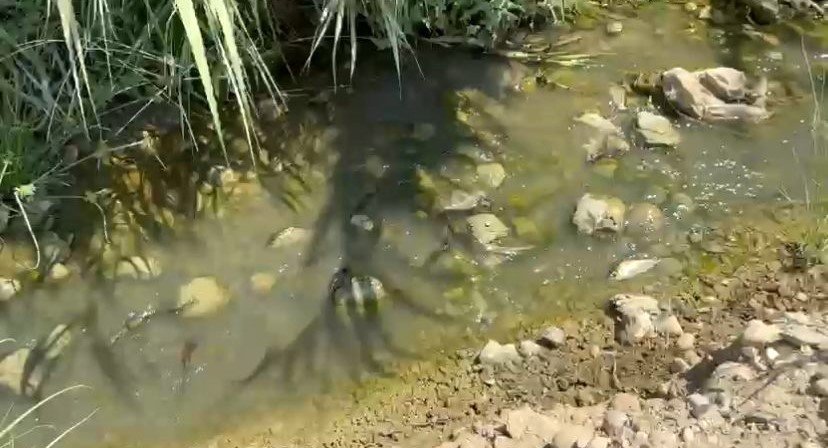 Sıcaktan Dolayı Kuruyan Sazlıktaki Balıklar Telef Olmaktan Kurtarıldı