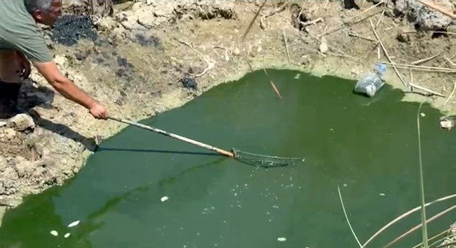 Sıcaktan Dolayı Kuruyan Sazlıktaki Balıklar Telef Olmaktan Kurtarıldı