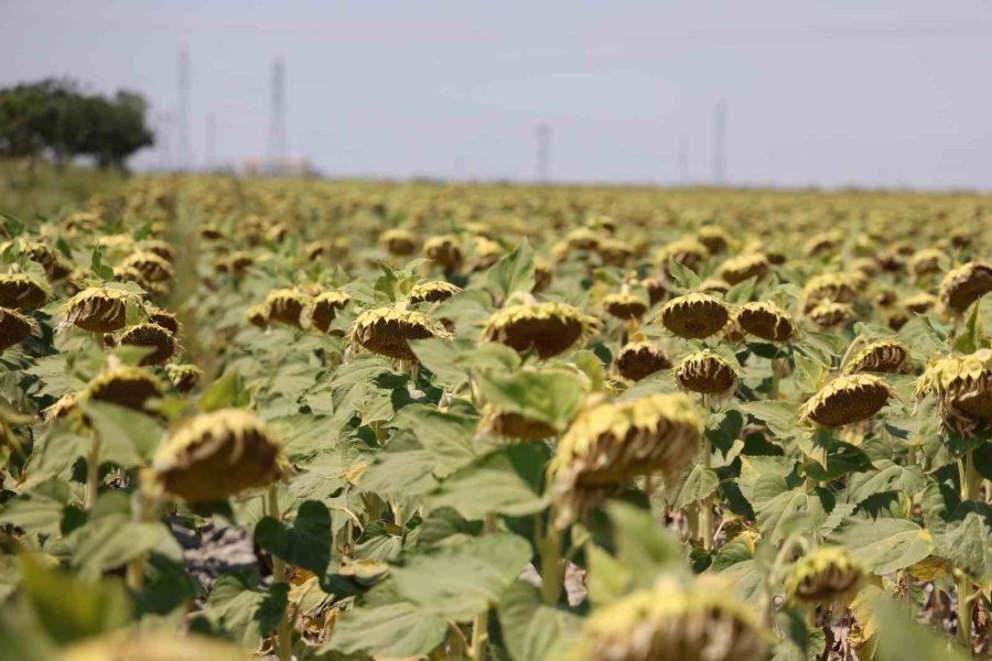 Konya Ovasında Ayçiçeğinde Yağ Kalitesi Üst Seviyede, Yağda Sorun Görünmüyor