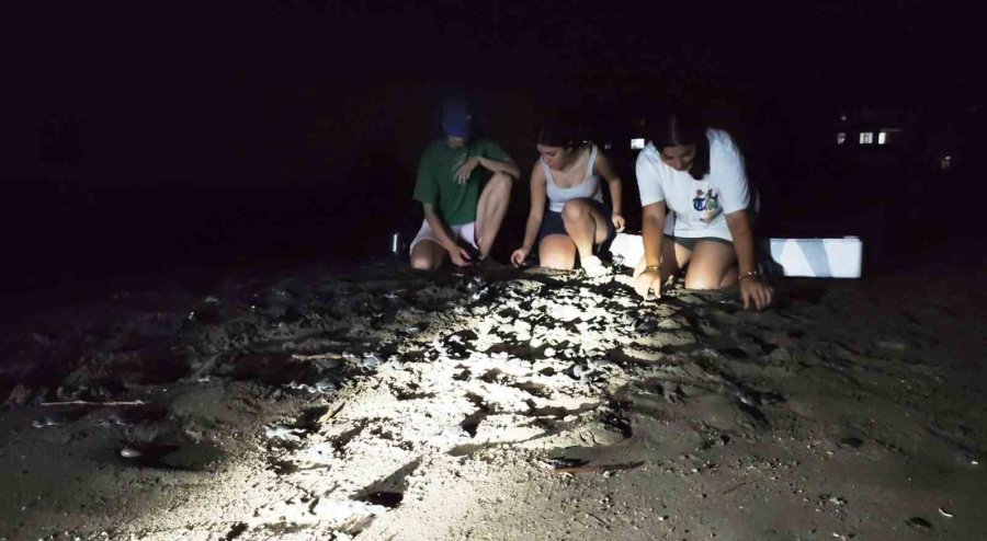 Mersin’de Yönünü Şaşıran Yavru Kaplumbağalar Genç Gönüllüler Tarafından Denize Ulaştırılıyor