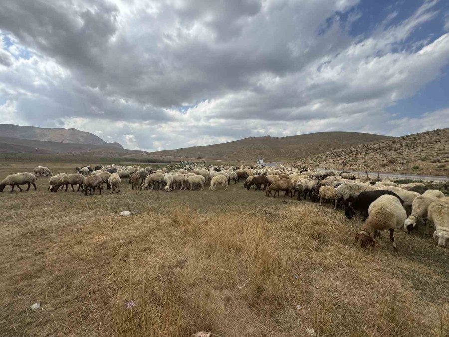 Piknik Ve Kamp İçin Gelip Çöplerini Bıraktılar Çobanlar Bile İsyan Etti